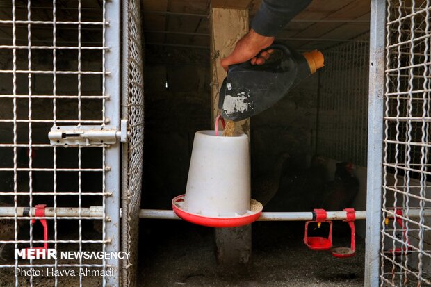 Pheasant farming in Mazandaran