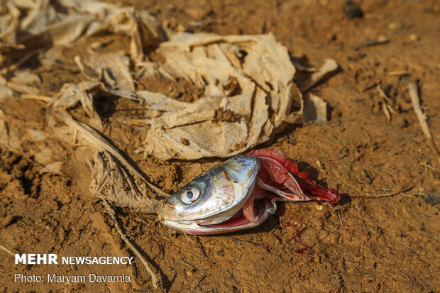 تلف شدن ماهی ها در بند عبدل آباد بجنورد