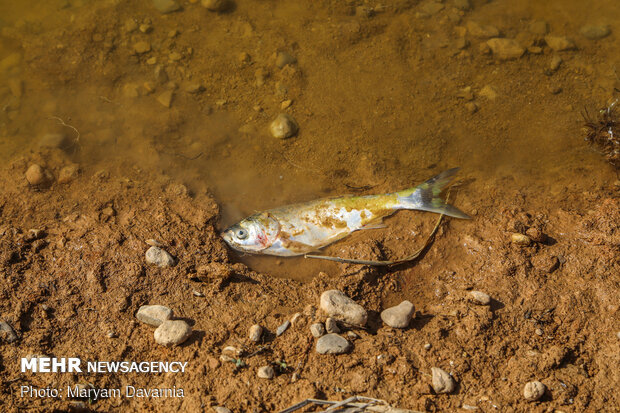 نبود اکسیژن عامل اصلی تلفات ماهی در دریاچه نئور اردبیل