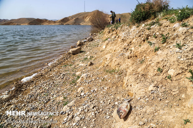 تلف شدن ماهی ها در بند عبدل آباد بجنورد