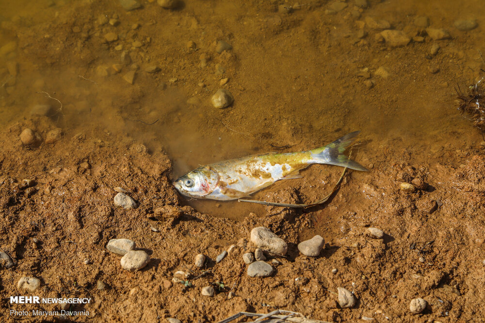 عدم وجود اکسیژن عامل اصلی تلفات ماهی در دریاچه نئور اردبیل