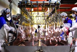 تصمیمات جزیره‌ای و شهرستانی برای تنظیم بازار مرغ آسیب زاست