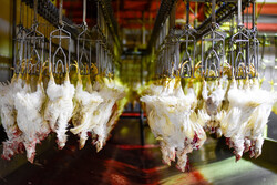نگرانی برای تامین گوشت مرغ مورد نیاز ماه مبارک رمضان وجود ندارد
