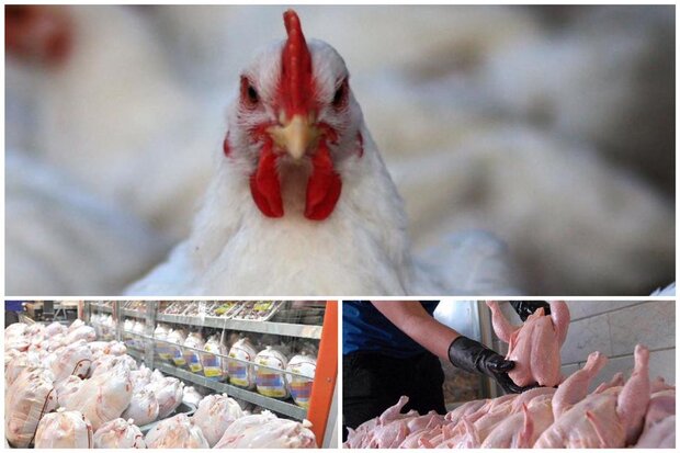 کمبود مرغ در استان بوشهر/ برخی مرغداری‌ها کم‌کاری می‌کنند
