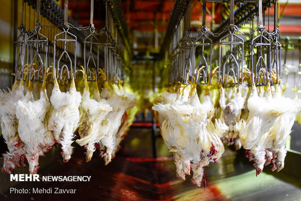 جریمه ۵۰ میلیاردی یک کشتارگاه مرغ در فارس
