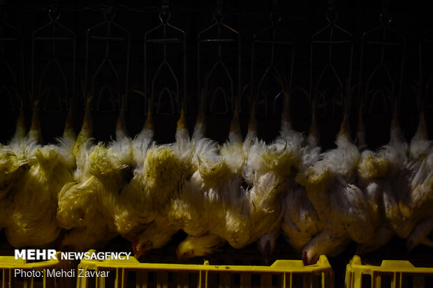 کشف ۸۴۰ کیلو مرغ احتکاری در شرق تهران