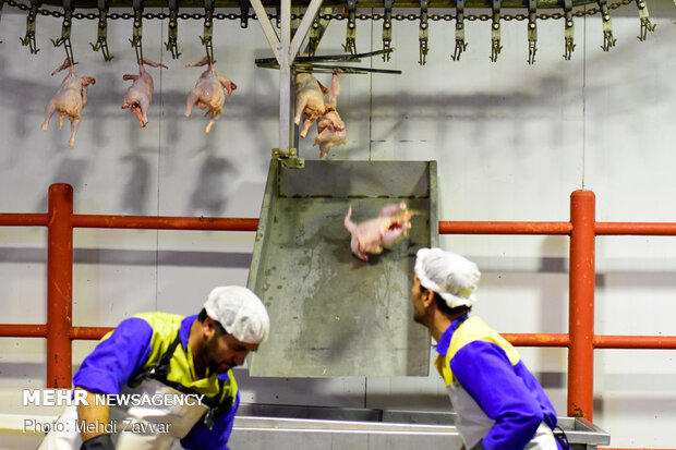 هیچ کشتارگاهی در استان مرکزی حق توقف کشتار مرغ را ندارد
