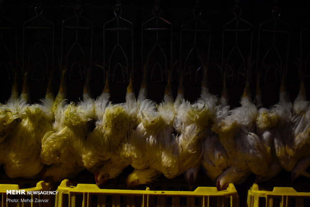 کشف ۸۴۰ کیلو مرغ احتکاری در شرق تهران