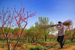 تلاش باغداران اردبیلی برای تحقق «جهش تولید با مشارکت مردم»