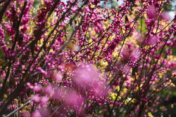 Spring blossoms in Tehran gardens