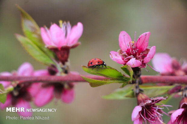 بهار پر تلاش باغداران سامانی
