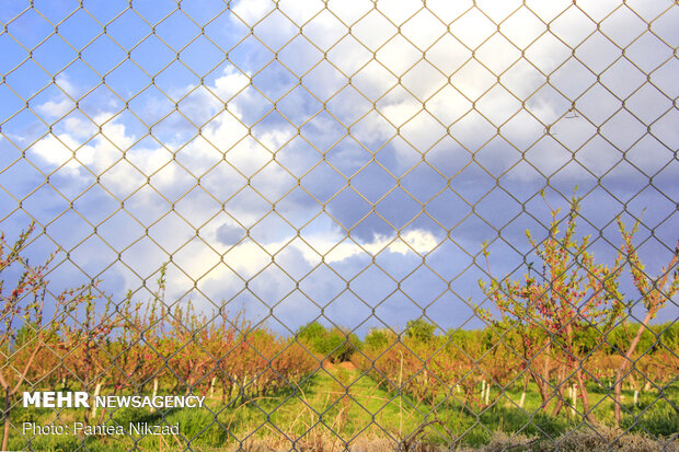 بهار پر تلاش باغداران سامانی