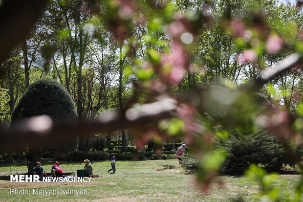 Spring blossoms in Tehran gardens