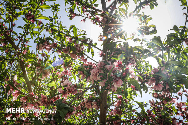 Spring blossoms in Tehran gardens