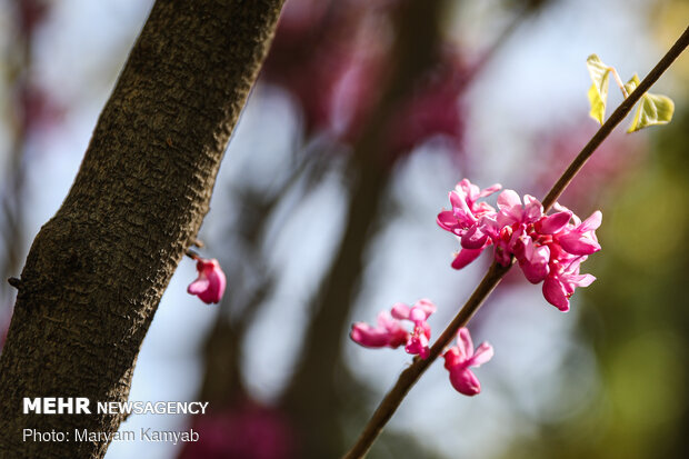 منظر أزهار الربيع في مدينة طهران