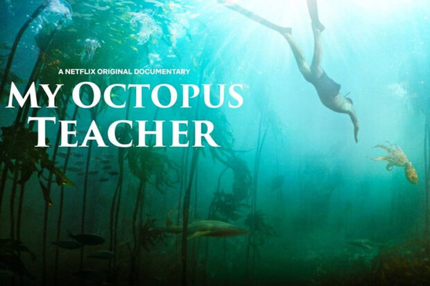 بهترین مستند اسکار ۲۰۲۱ به شبکه ۴ می آید/ پخش «معلم اختاپوس من»