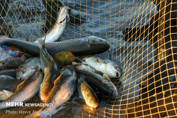 صید ماهی در لاریم بزرگ جویبار