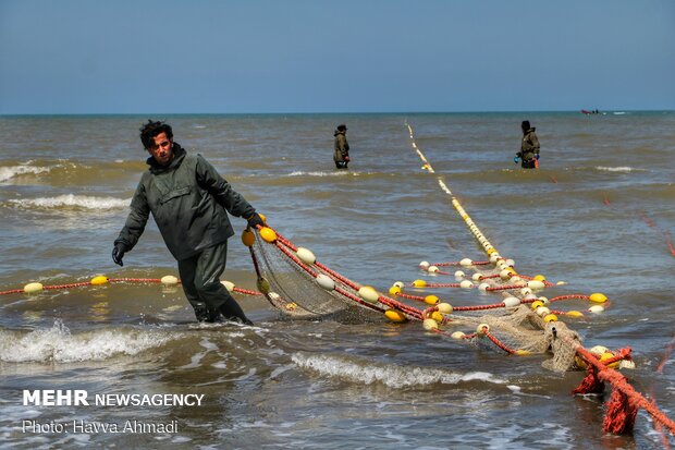 کشیدن تور ماهیگیری توسط صیادان