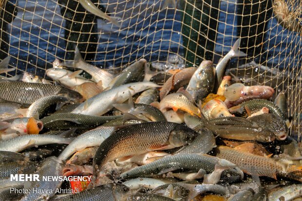 صید ماهی در لاریم بزرگ جویبار