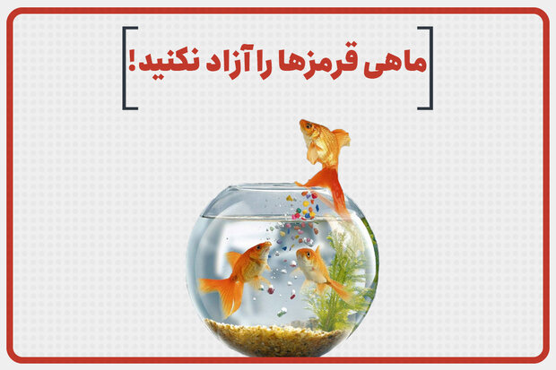 ماهی قرمزها را آزاد نکنید !