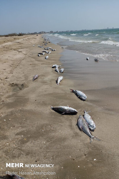  تلف شدن ماهی‌ها در ساحل جاسک
