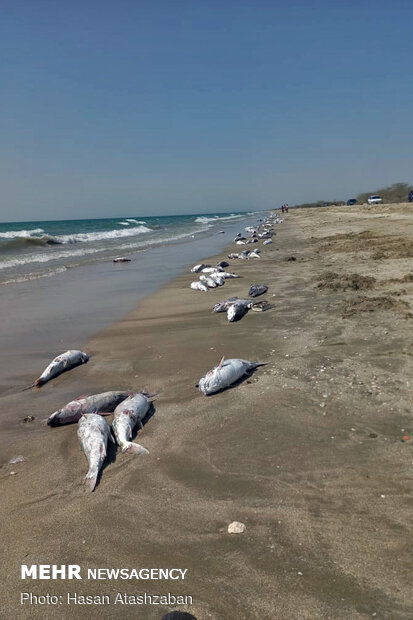  تلف شدن ماهی‌ها در ساحل جاسک
