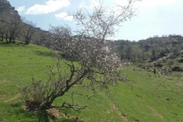 VIDEO: Nature with breathtaking view in Lorestan after rain