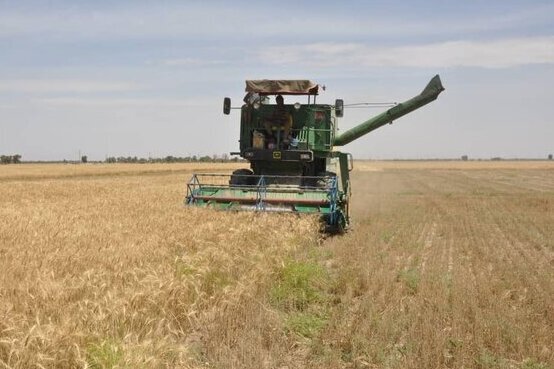 شروع فصل دروی محصولات پاییزه/ کشاورزان نای برداشت ندارند