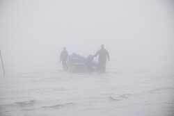 رهاسازی ماهی «آفانیوس» برای مبارزه بیولوژیک با بیماری تب‌دنگی