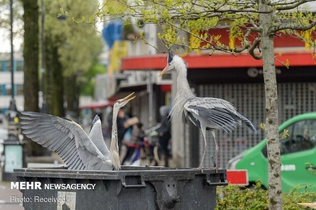 فینالیست های مسابقه عکاسی از پرندگان سال ۲۰۲۱