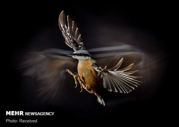 فینالیست های مسابقه عکاسی از پرندگان سال ۲۰۲۱