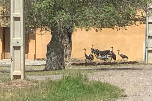 درنای زخمی پس از تیمار با خانواده نزد ناجی خود برگشت درنای زخمی پس از تیمار با خانواده نزد ناجی خود برگشت