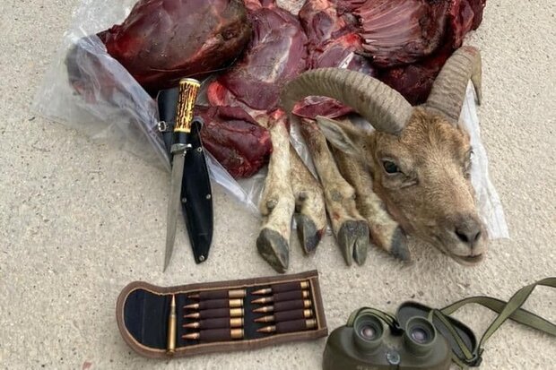 شکار یک رأس قوچ در جهان نما/ شکارچی متخلف دستگیر شد