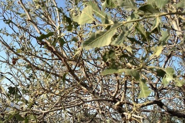 زخم خشک‌سالی به منابع طبیعی لرستان/ زوال بلوط همچنان جولان می‌دهد