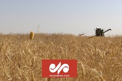 İran'ın güneyinde buğday hasadı başladı