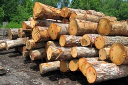۹۰۰ کیلو چوب و فرآورده جنگلی قاچاق در شهرستان کیار کشف شد