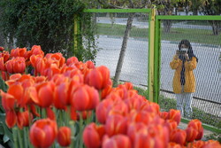 Tulips festival in Arak