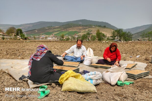 جوانه برنج ها به داخل سینی خاک پاشیده می شود.