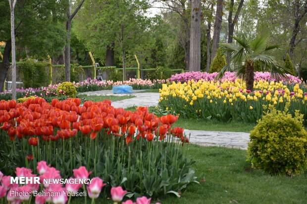Tulips festival in Arak