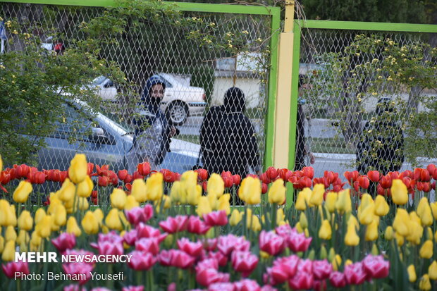 جشنواره گل لاله اراک