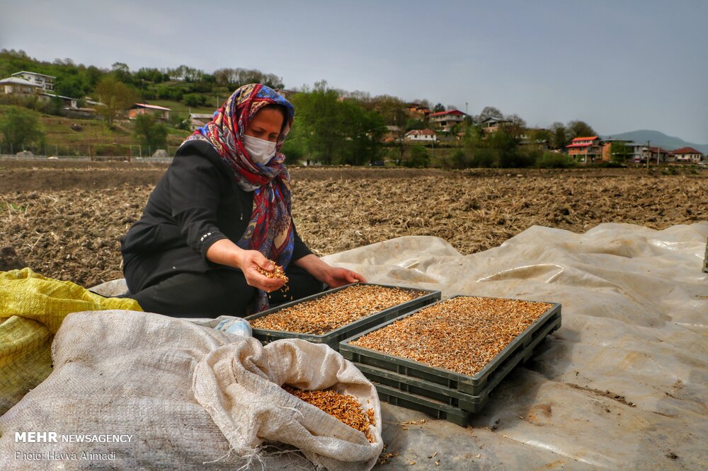 دانش هسته‌ای و خودکفایی در تولید برنج/کشت ارقام «روشن» و «شهریار»