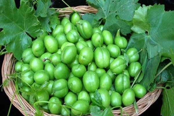 کاهش برداشت گوجه سبز از باغات سرپل ذهاب به دلیل سرمازدگی
