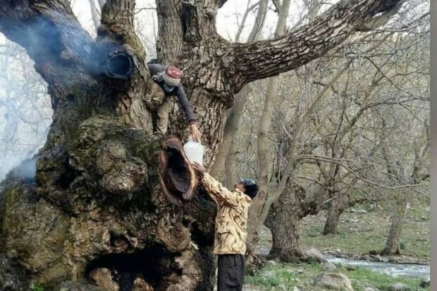 قطع درخت ۷۰۰ ساله گردو در منطقه «کهمان»