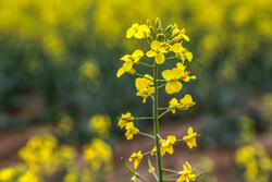 کنگاور با ۹۰۰ هکتار کشت کلزا، رکورددار استان کرمانشاه شد