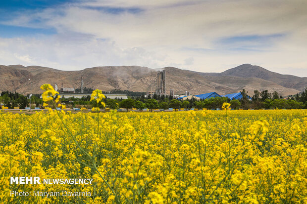 دشت کلزا نقاشی زیبای طبیعت بجنورد