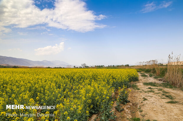 دشت کلزا نقاشی زیبای طبیعت بجنورد