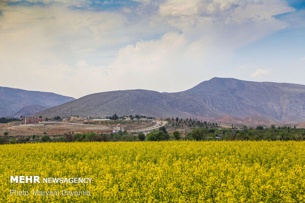 دشت کلزا نقاشی زیبای طبیعت بجنورد