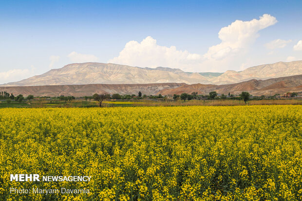 دشت کلزا نقاشی زیبای طبیعت بجنورد