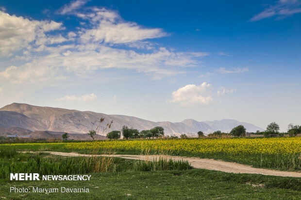 دشت کلزا نقاشی زیبای طبیعت بجنورد