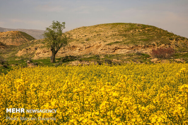 دشت کلزا نقاشی زیبای طبیعت بجنورد